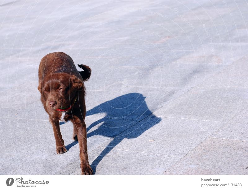 Lazy Afternoon / Fauler Nachmittag / Leniwe Popoludnie Tier Hund Quadrat rot Pfote Säugetier Animal Dog Shadow Schatten red day tail paw mammal