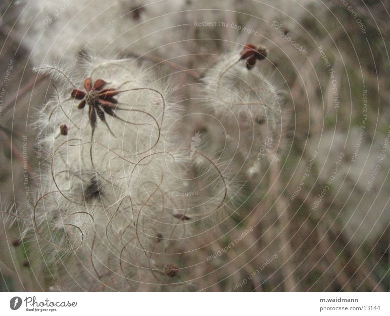 komisches kraut Pflanze Blume Herbst Samen getrocknet Makroaufnahme