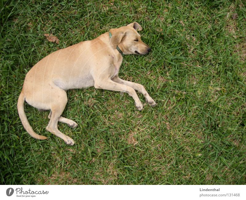 Schnuffel beim Chillen Hund Fell Gitter Zaun Maschendraht Beton Betonboden Vogelperspektive schlafen Logo Puma Dimension Erholung springen Säugetier schnuffel