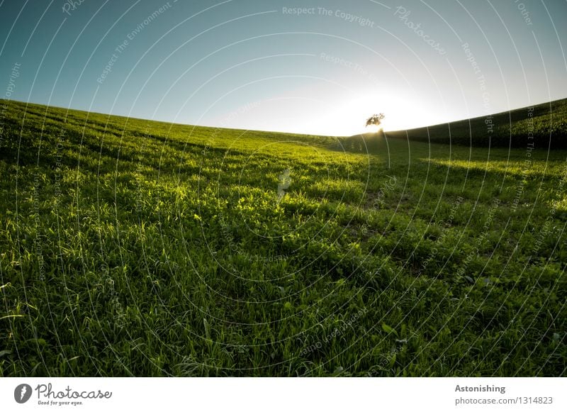 Wiese Umwelt Natur Landschaft Pflanze Himmel Wolkenloser Himmel Horizont Sonne Sonnenaufgang Sonnenuntergang Sonnenlicht Sommer Wetter Schönes Wetter Wärme Baum