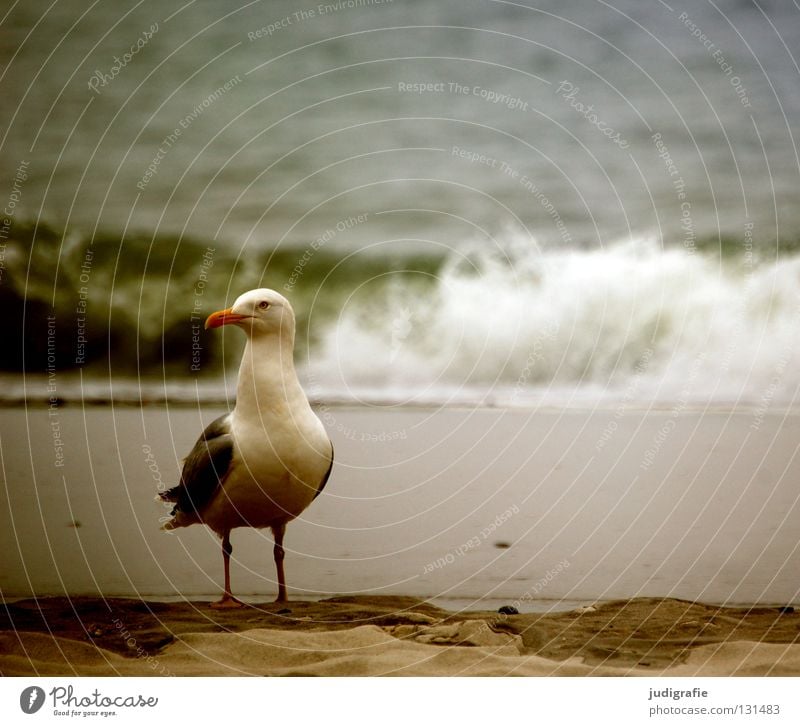 Kapitän See Silbermöwe Möwe Vogel Feder Schnabel Strand Meer Küste Ferien & Urlaub & Reisen Sehnsucht Gischt Farbe Sand Ostsee Blick warten Wasser