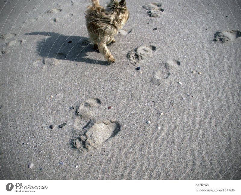 Strandknut Hund toben Gesetze und Verordnungen Tierliebe freilaufend Ferien & Urlaub & Reisen Meer Sylt Gelenk Erholung Energie Luft Wellen träumen Säugetier