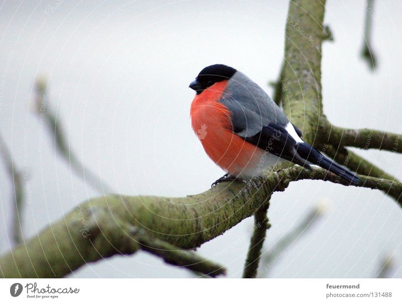 Kleiner Freund Gimpel Fink Vogel Baum frieren Winter Herbst Einsamkeit kalt Ast Zweig warten