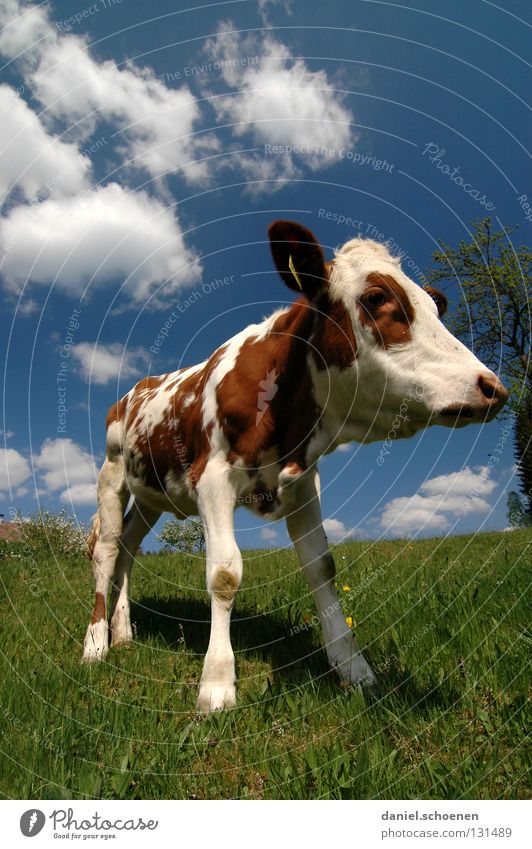 Weitwinkelkalb Kalb Kuh Landwirtschaft Tier Wiese Sommer Frühling grün zyan Ferien & Urlaub & Reisen Schwarzwald Umwelt Biotop ökologisch Wolken Gras schön Vieh