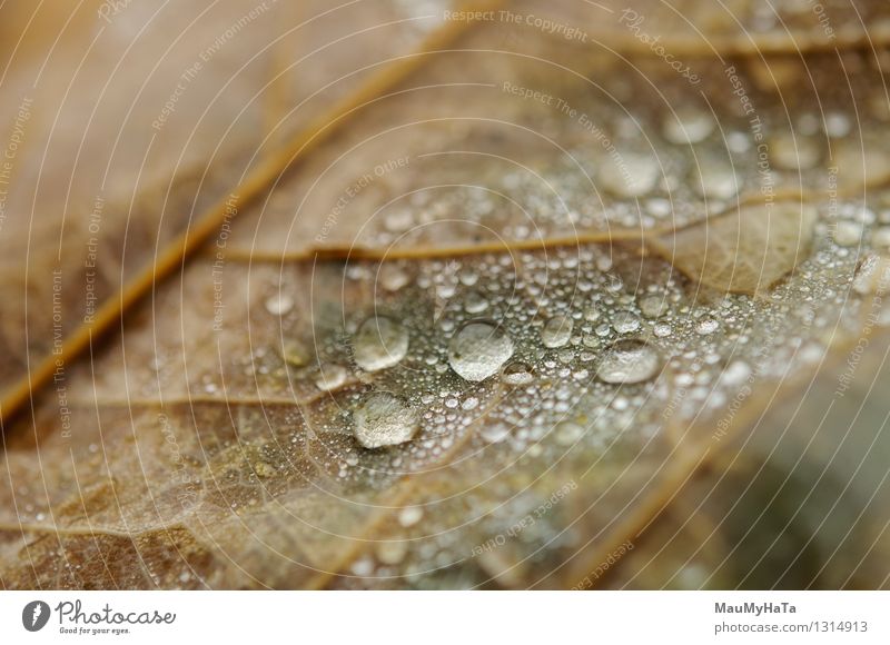 Wassertropfen Natur Pflanze Herbst Klima Klimawandel schlechtes Wetter Nebel Regen Baum Garten Park Feld Wald chaotisch Desaster elegant Ende Erholung Farbfoto