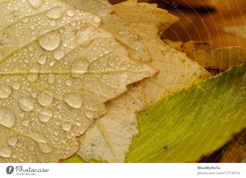 Wassertropfen Natur Pflanze Herbst Klima Klimawandel schlechtes Wetter Nebel Regen Baum Gras Blatt Garten Park Feld Wald chaotisch Ende Farbe Fortschritt