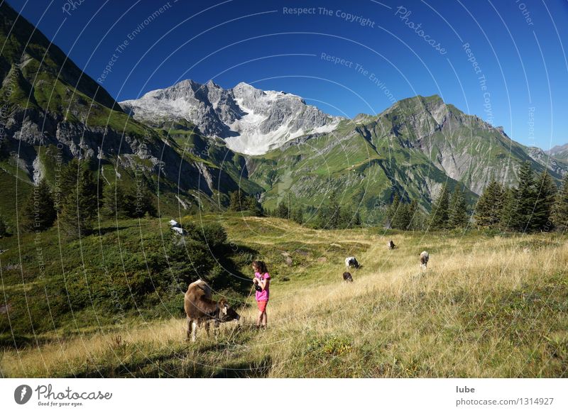 Anna schaut zum Vieh Landwirtschaft Forstwirtschaft Mädchen 8-13 Jahre Kind Kindheit Umwelt Natur Landschaft Wolkenloser Himmel Sommer Klima Schönes Wetter