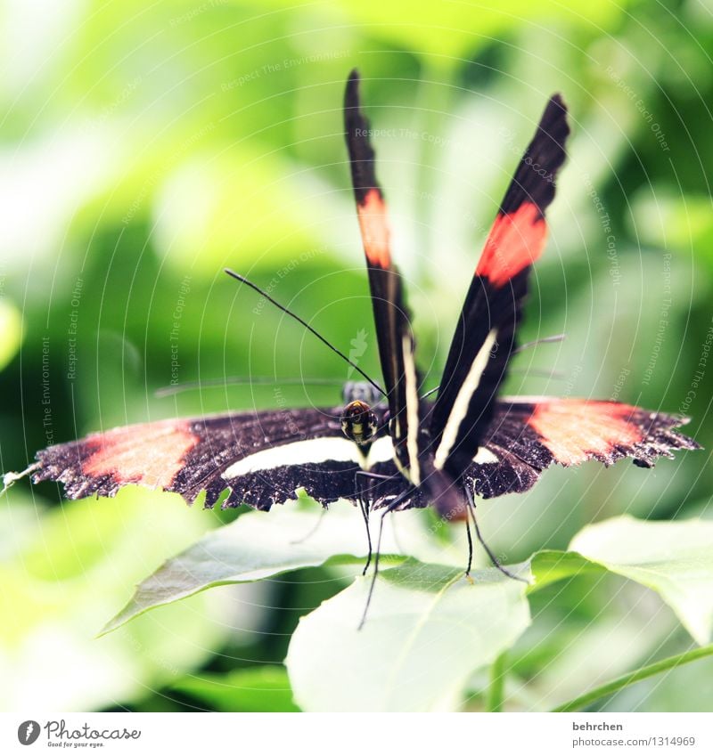 move it, baby! Natur Pflanze Tier Frühling Sommer Schönes Wetter Baum Blatt Garten Park Wiese Wildtier Schmetterling Flügel 2 beobachten berühren fliegen Liebe