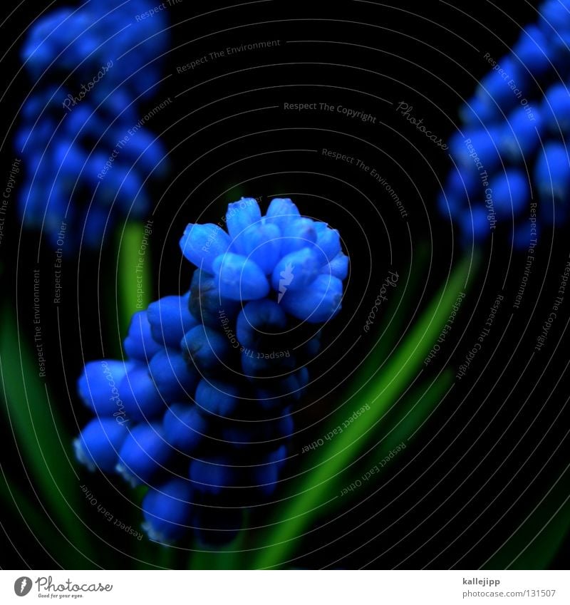 hyacinthus orientalis Hyazinthe Blume Pflanze Blüte Wachstum Reifezeit Frühling springen Zusteller Sommer Physik Tier Staubfäden Pollen schwarz violett grün