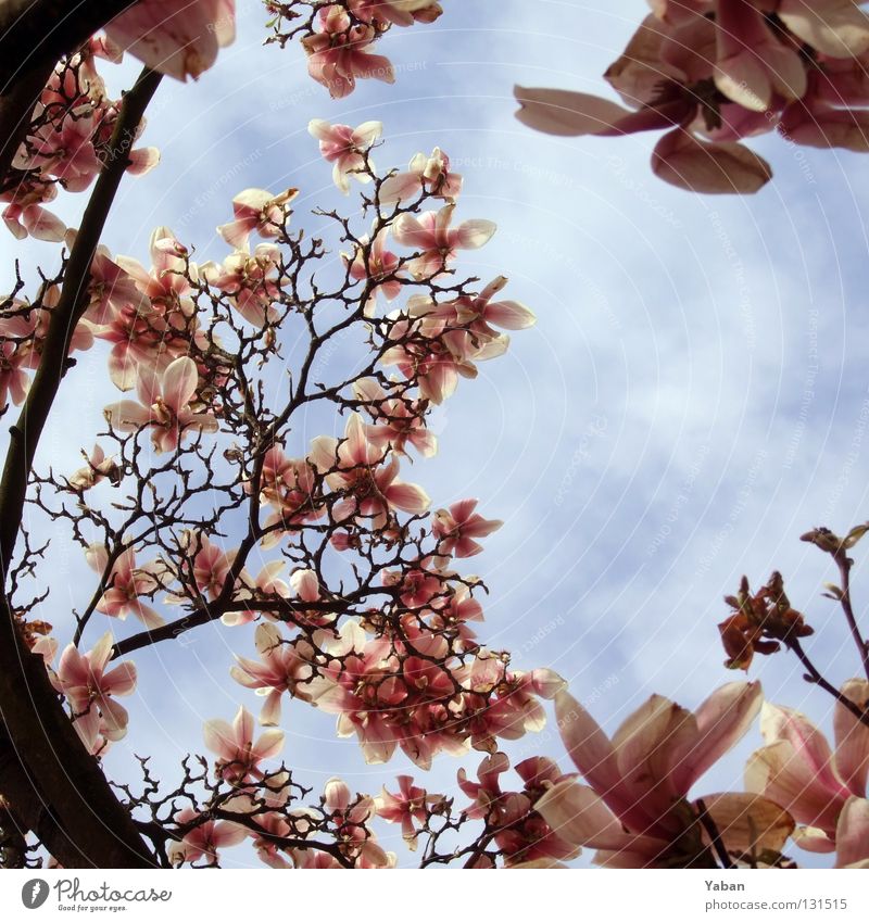 Magnolia Sträucher Blüte Baum Jahreszeiten Sommer Frühling Magnoliengewächse Bedecktsamer Magnoliidae bleich violett rosa Himmel Wärme es regnet Frösche