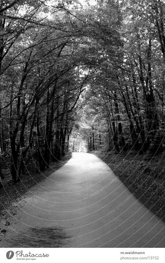 waldweg sw Wald Blatt Baum Licht Wege & Pfade Straße Sonne