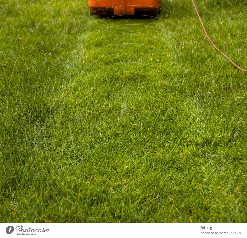 rasierer Rasenmäher Elektrizität grün rot Sportrasen Wiese Blume Garten Park rasenmähen Kabel Kontrast Stoppel Pflanze