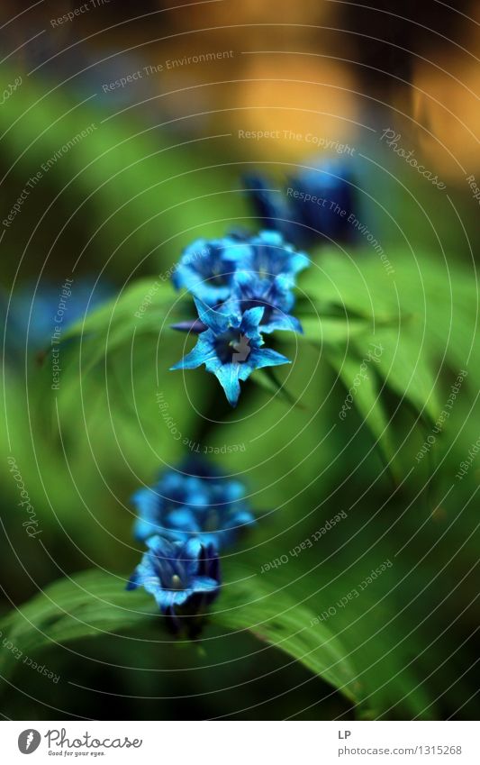 blau 7 Umwelt Natur Pflanze Klima Schönes Wetter Blume Blatt Wildpflanze Garten Park Wiese Feld Wald einzigartig kalt schön feminin weich grün Zufriedenheit