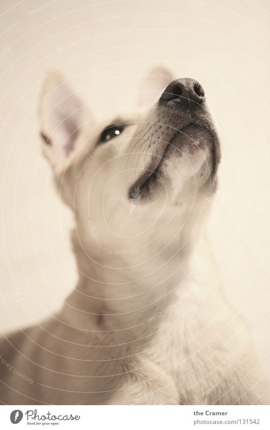 Lotte Hund Welpe Wachsamkeit hören Tier gelb Schnauze Landraubtier Treue wach Monochrom Säugetier Konzentration Blick aufwärts Sepia Nase Hundeschnauze betteln