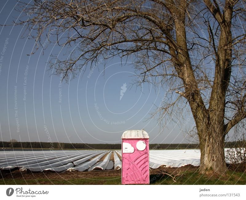 Baum.Haus. Farbfoto Außenaufnahme Menschenleer Tag Zentralperspektive Feld rosa Miettoilette Brandenburg Landwirtschaft Spargelfeld Ackerbau