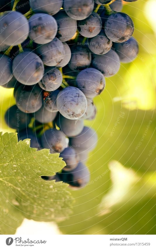 Weinblau. Natur ästhetisch Weinberg Weinbau Weintrauben Weinlese Weinblatt Weingut Rotwein reif Frucht lecker grün Farbfoto Gedeckte Farben Außenaufnahme