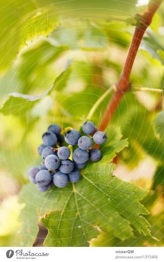 Frühreif. Kunst ästhetisch Wein Weinberg Weinbau Weintrauben Weinlese Weinblatt Weingut lecker Frucht Beeren blau grün Farbfoto Gedeckte Farben Außenaufnahme