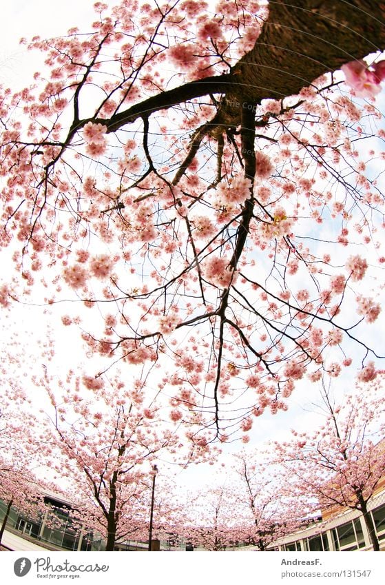 Campus rosa Blüte Kirschblüten Japan Cottbus Baum Gegenteil Pastellton Haus Frühling April Mai sommerlich leicht Weitwinkel Fischauge außergewöhnlich