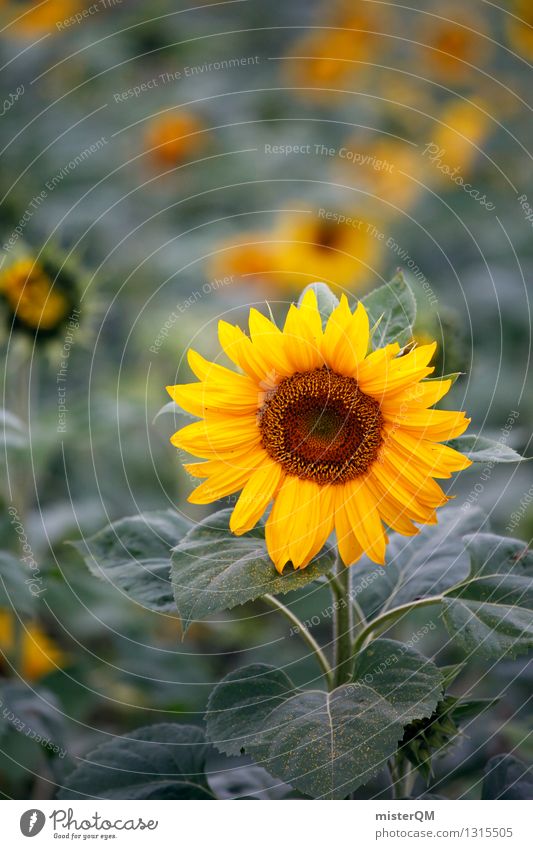 Morgensonne I Natur Landschaft ästhetisch Sonnenblume Sonnenblumenfeld Sonnenblumenkern Sonnenblumenöl Blume gelb Farbfoto Gedeckte Farben Außenaufnahme