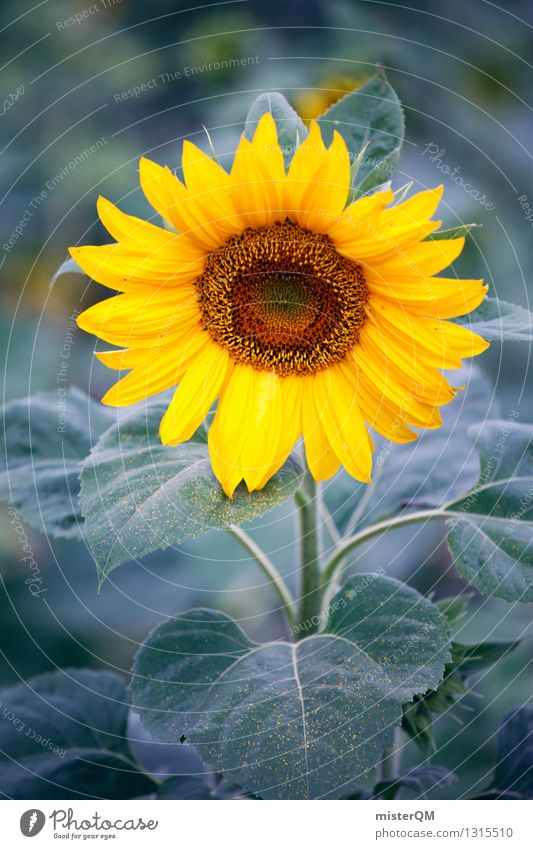 Morgensonne II Umwelt Natur ästhetisch Sonnenblume Sonnenblumenkern Sonnenblumenfeld Sonnenblumenöl Pflanze Landwirtschaft gelb Farbfoto Gedeckte Farben