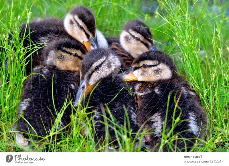 Kinderstube Natur Tier Park Wildtier Vogel Stockente küken Tiergruppe Tierjunges Tierfamilie kuschlig "ente enten entenküken hilflos klein kuscheln tierwelt