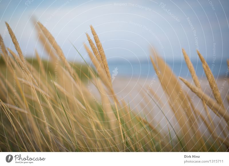 Strandhafer Tourismus Ausflug Ferne Meer Insel Umwelt Natur Landschaft Pflanze Himmel Sommer Gras Wildpflanze Küste Ostsee blau gold Umweltschutz Stranddüne