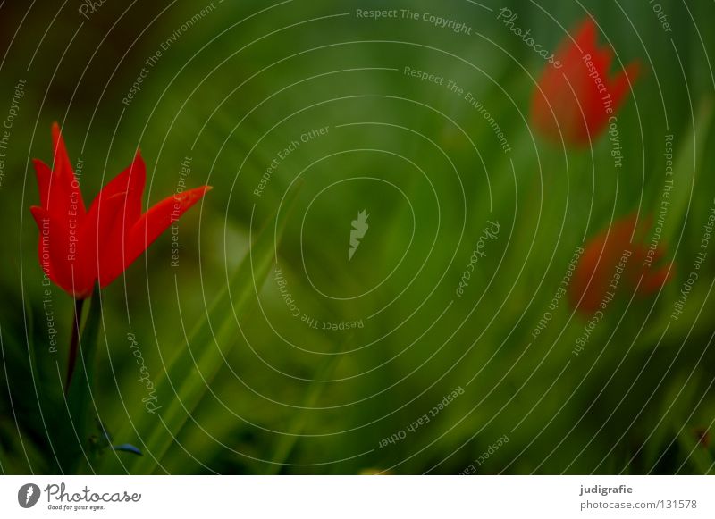 Wiese Frühling Frühblüher Tulpe Friedhof grün rot zart Blume Blüte Pflanze Umwelt weich fein Farbe Blühend Natur