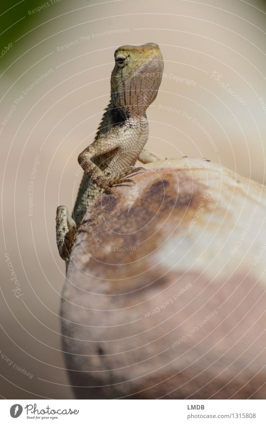 Guckst du! IV Tier Wildtier Tiergesicht Schuppen 1 braun Stein sitzen beobachten Misstrauen Wachsamkeit Echsen Reptil Echte Eidechsen Chamäleon Thailand trocken