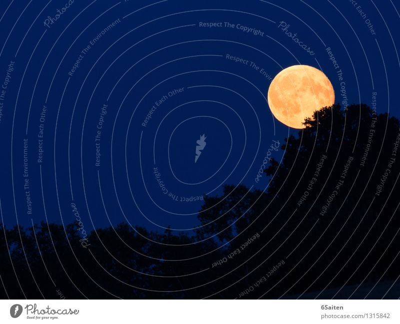 Fly me to the moon Umwelt Natur Urelemente Luft Himmel Nachthimmel Mond Vollmond Schönes Wetter Wald leuchten ästhetisch positiv rund schön blau gelb gold