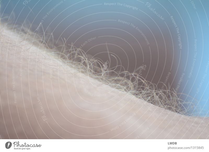 *mit Haar und Haut* maskulin Mann Erwachsene Körper nah nackt blau Haare & Frisuren Beinbehaarung Locken Intimität natürlich Behaarung zerzaust Farbfoto