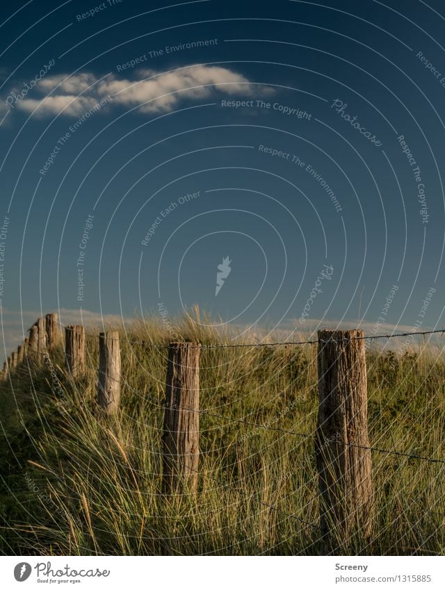 Über die Düne... Ferien & Urlaub & Reisen Tourismus Ausflug Sommerurlaub Natur Landschaft Pflanze Himmel Wolken Schönes Wetter Küste Nordsee blau grün ruhig