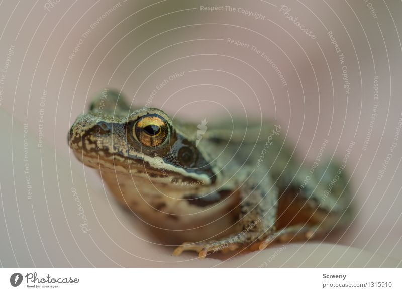 Goldauge Tier Wiese Wildtier Frosch 1 beobachten sitzen klein nass Glück Selbstbeherrschung Neugier Natur Auge Glätte Farbfoto Außenaufnahme Makroaufnahme