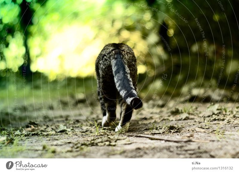 Go your own way Sommer Herbst Gras Sträucher Blatt Garten Wiese Wald Haustier Katze 1 Tier entdecken gehen wandern wild grün selbstbewußt Mut ruhig Freiheit