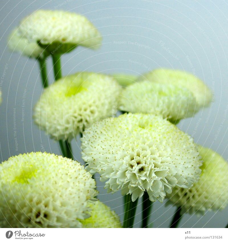 GruppenFoto mehrere klein rund Blumenstrauß Blütenblatt gelb weiß Pflanze Makroaufnahme Nahaufnahme viele Blüten Blume Schnittblume Stengel Natur Sarah Kasper