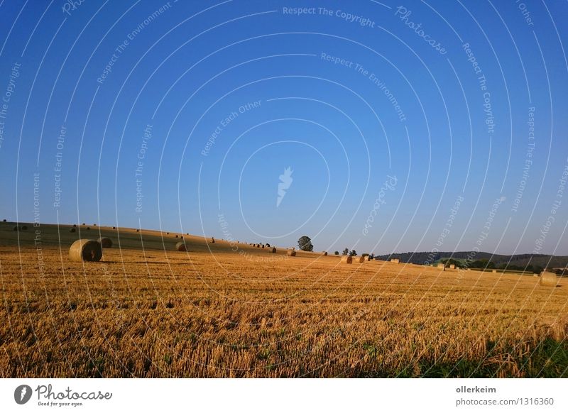 Acker mit Strohballen - beim Sonnenaufgang Landwirtschaft Forstwirtschaft Umwelt Natur Landschaft Erde Luft Himmel Wolkenloser Himmel Sonnenuntergang Mond