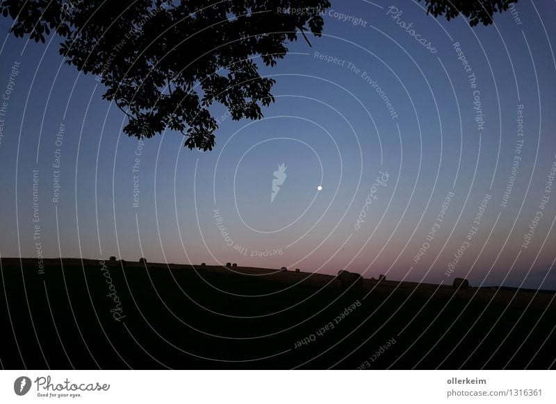 Morgengrauen im Angesicht des Mondes Ausflug Ferne Freiheit wandern Landwirtschaft Forstwirtschaft Umwelt Natur Landschaft Luft Himmel Wolkenloser Himmel