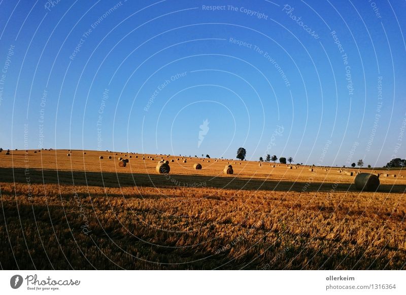 Goldröllchen im Morgenlicht Getreide Ausflug Erntedankfest Landwirtschaft Forstwirtschaft Natur Erde Wolkenloser Himmel Sonnenaufgang Sonnenuntergang Sommer