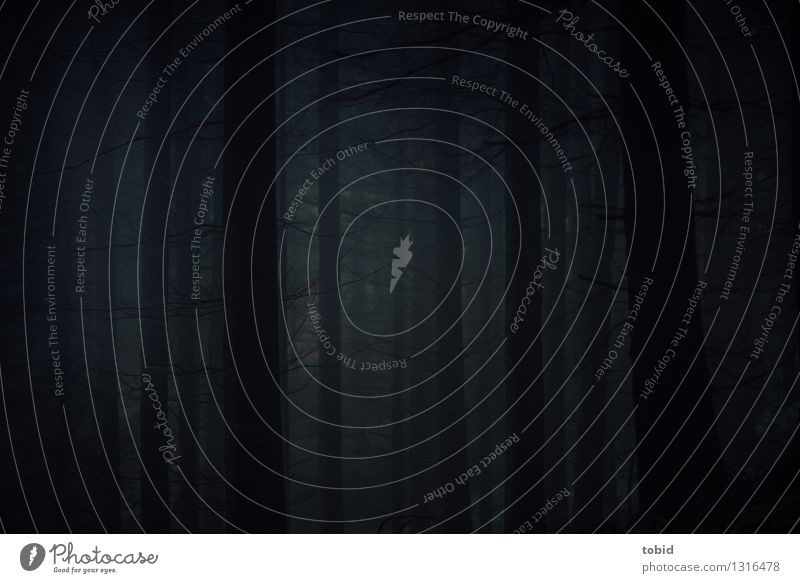 Nacht Natur Baum Wald bedrohlich dunkel gruselig kalt Einsamkeit Endzeitstimmung kahl mystisch Gedeckte Farben Außenaufnahme Menschenleer Dämmerung Licht