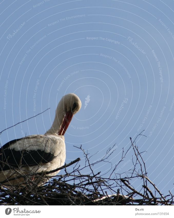 Schönheitspflege Storch Weißstorch Nest Wohnung Blauer Himmel Wolken Federvieh Vogel Sträucher Schnabel Geburt Frühling schön Hausstorch Schreitvogel Adebar