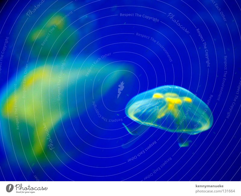 Floating gelb Singapore Fisch jelly fish blue underwater aqurium tranparant sea creature