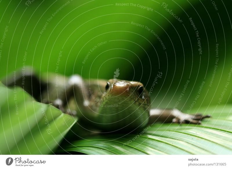 skink Tier Urwald Wildtier Echsen Reptil 1 grün Echte Eidechsen Asien frontal Botanischer Garten Farbfoto Außenaufnahme Nahaufnahme Makroaufnahme