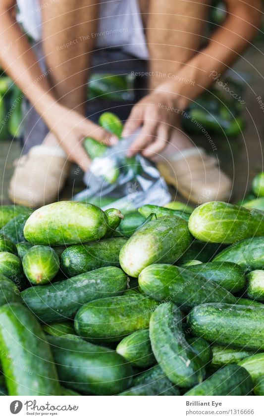 Gurken einpacken Gemüse Sommer Bauernhof Landwirtschaft Forstwirtschaft Mensch maskulin Arbeit & Erwerbstätigkeit fleißig diszipliniert Beginn Handarbeit Ernte