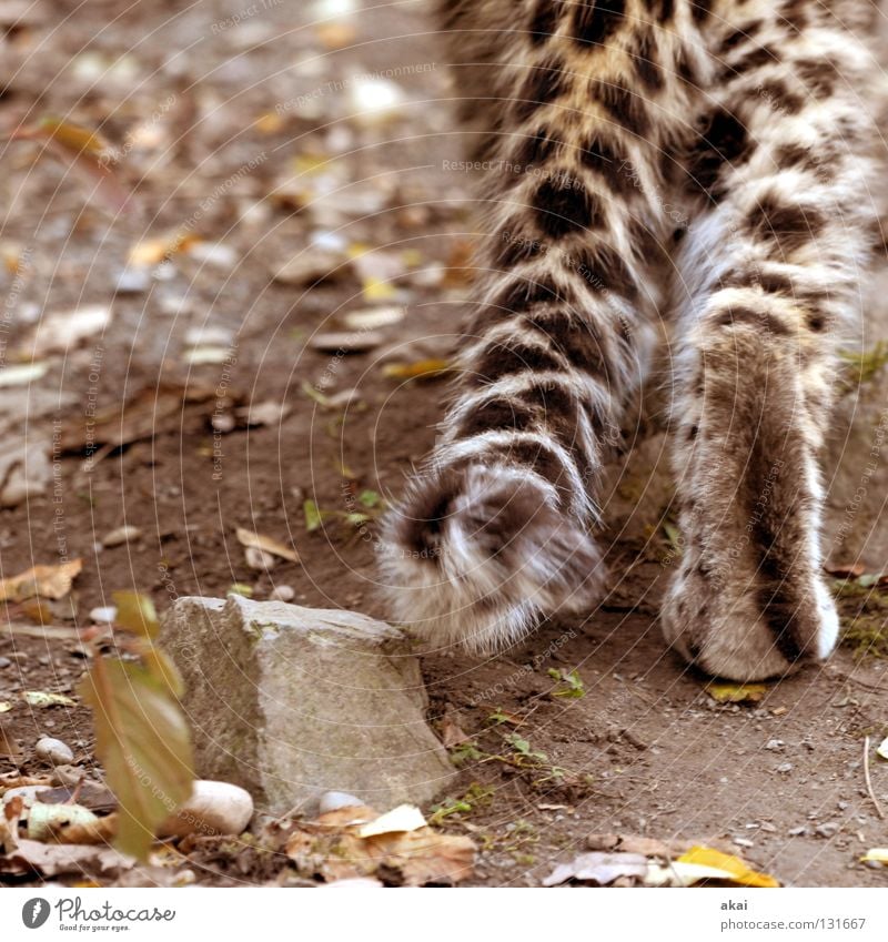 Schleichen Tier Futter Wachsamkeit Kontrolle Jäger Jagd krumm Angst Leopard Spielen ruhig Konzentration Pfote Schwanz Zoo Landraubtier Raubkatze Säugetier