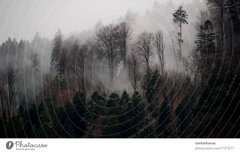 Nebel des Grauens... Natur Misty Morning blackforest Springtime trees dawn The Beauty