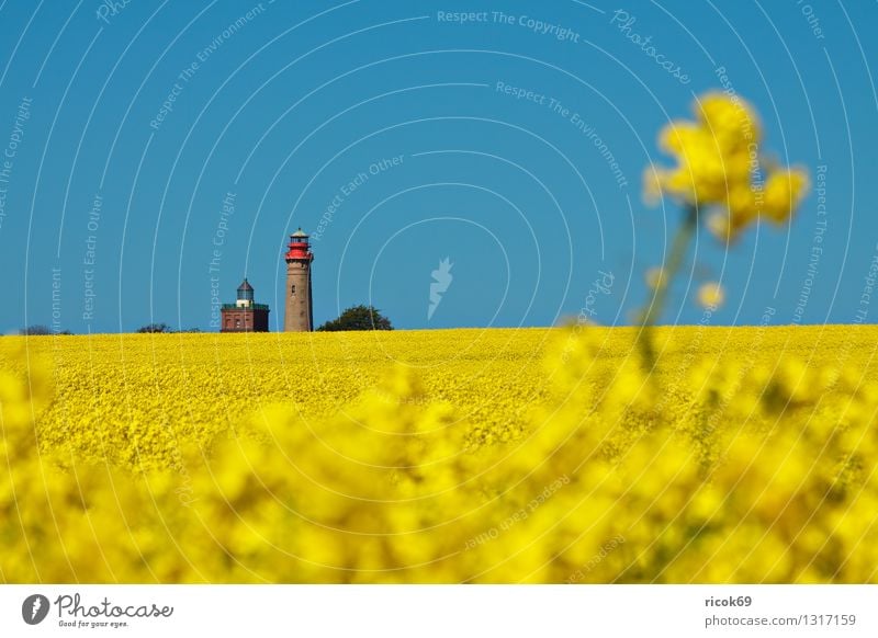 Raps und Leuchttürme Sommer Landwirtschaft Forstwirtschaft Natur Landschaft Wolkenloser Himmel Feld Leuchtturm Sehenswürdigkeit Wahrzeichen blau gelb