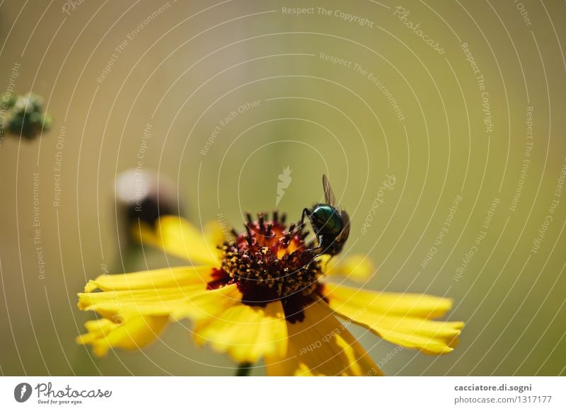 ... am Arsch vorbei Pflanze Tier Sommer Schönes Wetter Blume Blüte Wildpflanze Wildtier Fliege 1 Blühend krabbeln sitzen frei klein natürlich gelb grün