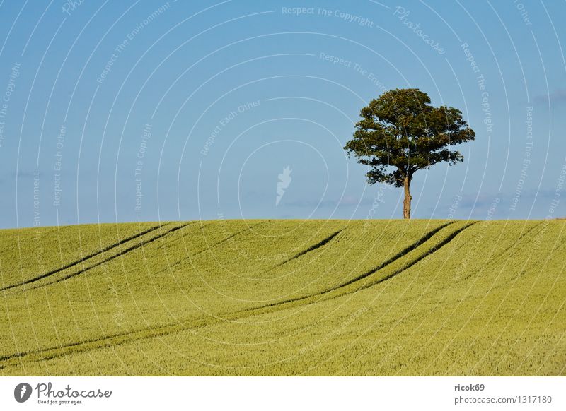 Baum Getreide Landwirtschaft Forstwirtschaft Natur Landschaft Pflanze Feld blau grün Himmel Getreidefeld Mecklenburg-Vorpommern alleinstehend einzeln Laubbaum