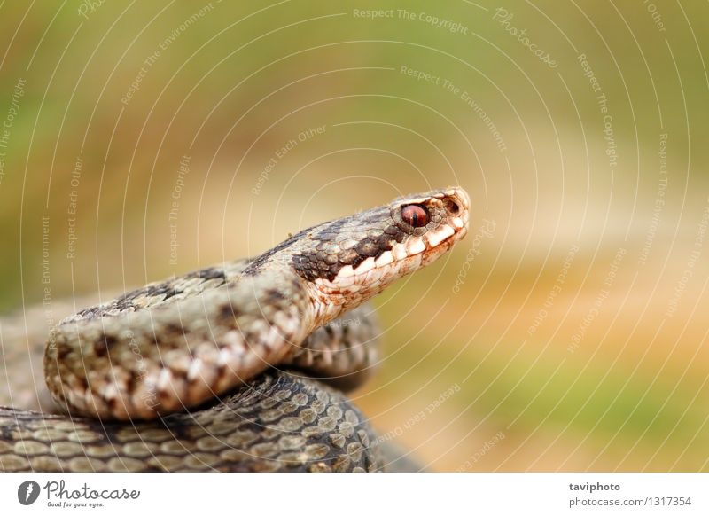 Nahaufnahme eines schönen vipera berus Frau Erwachsene Natur Tier Wildtier Schlange natürlich wild braun grau Vorsicht Angst gefährlich Vipera Natter Ottern