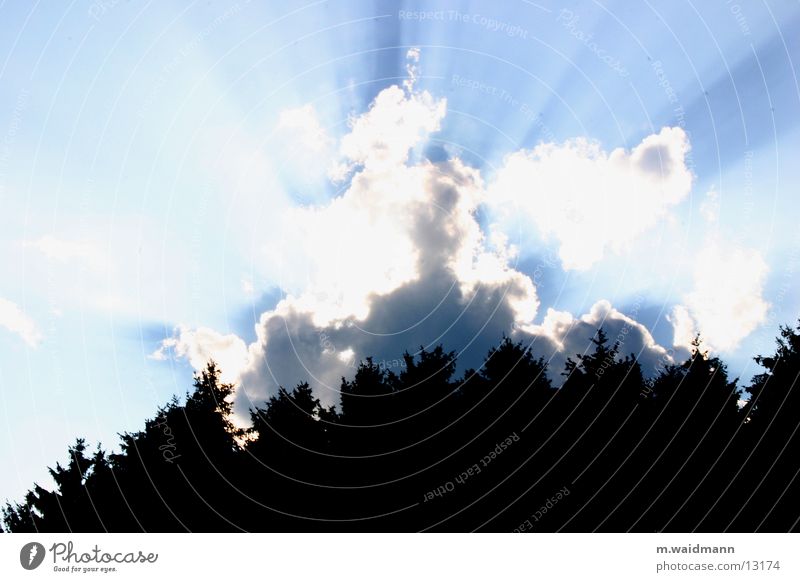 richtig doller weltuntergang Baum Wald Wolken Sommer Durchbruch Sonne Beleuchtung