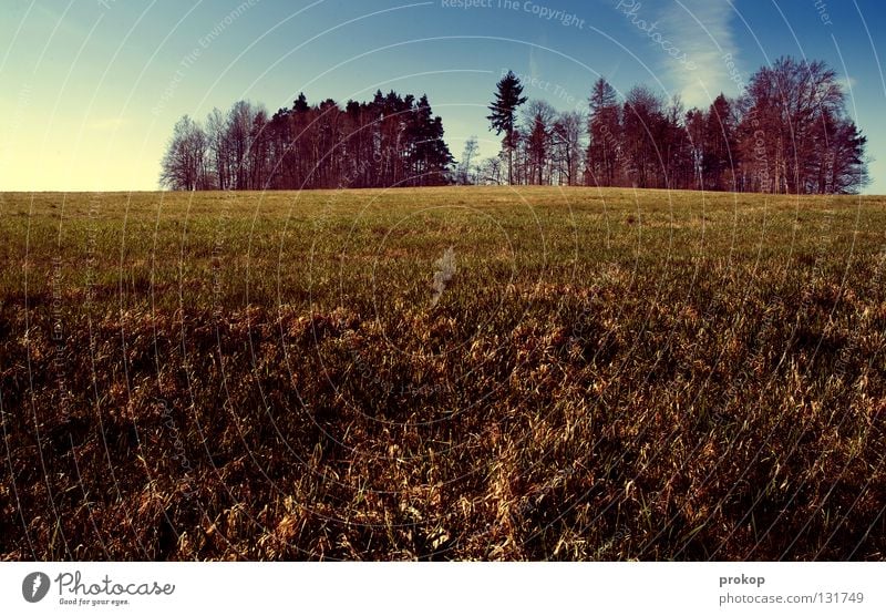 Unsere Erde - Neural Disturbance Wiese Gras Baum Wald grün frisch Horizont Wolken Ferne ruhig Ferien & Urlaub & Reisen Erholung Sehnsucht Wildnis Himmel